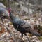 12-year-old wild turkey astonishes Pennsylvania officials