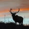 Skull of popular elk stolen from Rocky Mountain National Park