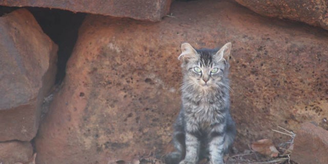 A stray cat is shown sitting in front of a rock in Kauai, Hawaii.