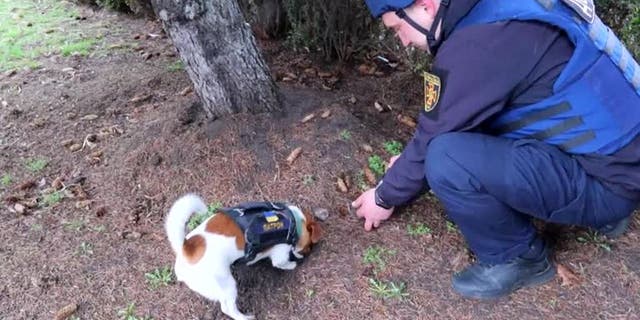 A small Russell Terrier named Patron is helping the State Service of Ukraine for Emergency Situations find undetonated bombs in Chernihiv, according to a new Twitter video the agency uploaded on Monday, April 4, 2022.