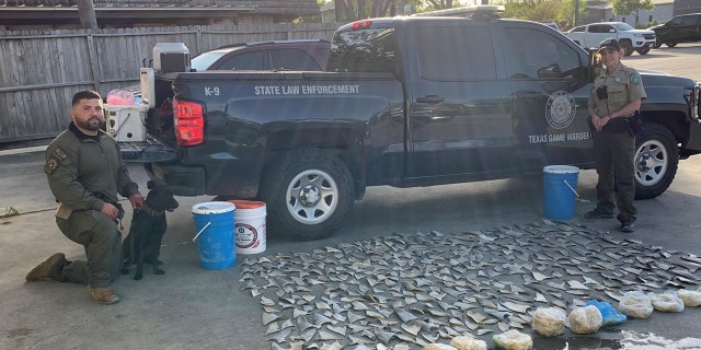 Officials discovered 381 fins in a San Antonio restaurant.