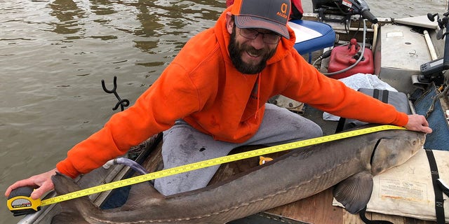 This is only the sixth lake sturgeon caught in the Lake of Ozark since 2016.