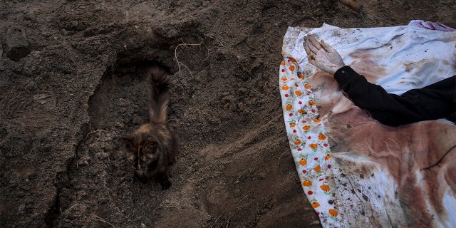A cat rests inside the grave of Lyudmyla Kononuchenko, 51, who was buried by family and friends after being hit by a rocket on March 23 during the war with Russia, in Irpin, in the outskirts of Kyiv, Ukraine, Friday, April 15, 2022. Kononuchenko's body was exhumed from her yard and taken to the morgue for analysis.
