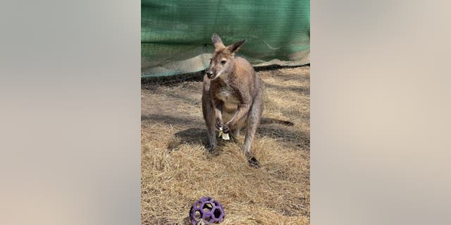 The Memphis Zoo's wallaby Honey Bunch went missing after a storm passed through Tennessee.