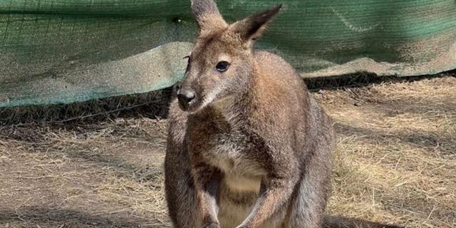 Memphis Zoo Wallaby