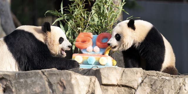 Giant pandas Mei Xiang (sinistra) and her cub Xiao Qi Ji eat a fruitsicle cake in celebration of the Smithsonian's National Zoo and Conservation Biology Institute's panda exchange program's 50th anniversary.