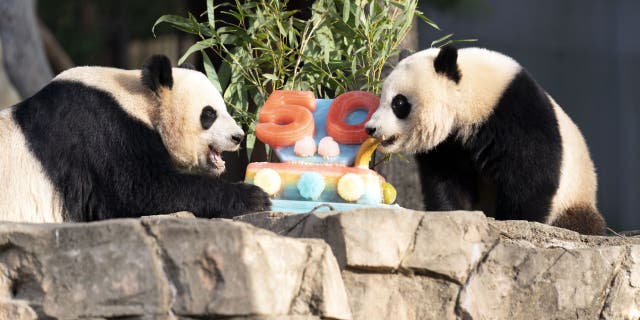 Giant pandas Mei Xiang (sinistra) and her cub Xiao Qi Ji eat a fruitsicle cake in celebration of the Smithsonian's National Zoo and Conservation Biology Institute's panda exchange program's 50th anniversary.