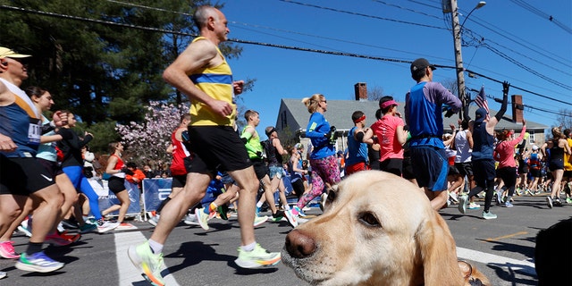 Margaux, a State Police K-9, watches as runners pass during the 126th Boston Marathon, Monday, April 18, 2022, in Hopkinton, Mass. 