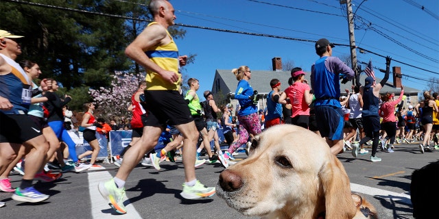 Margaux, a State Police K-9, watches as runners pass during the 126th Boston Marathon, Monday, April 18, 2022, in Hopkinton, Mass.