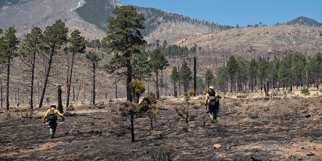 Resource Advisors from the Coconino National Forest record data in Division Alpha as they work to determine the severity of Tunnel Fires impact on the Forest, Thursday, April 21, 2022 near Flagstaff, Ariz. The San Francisco Peaks in background show the effects of the 2010 Schultz Fire. 