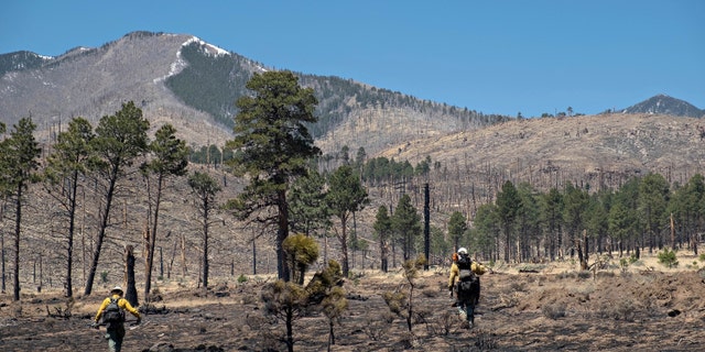 Los asesores de recursos del Bosque Nacional Coconino registran datos en la División Alfa mientras trabajan para determinar la gravedad del impacto de los incendios de túneles en el bosque, el jueves 21 de abril de 2022 cerca de Flagstaff, Arizona. Los picos de San Francisco en el fondo muestran los efectos del 2010 Fuego Schultz.