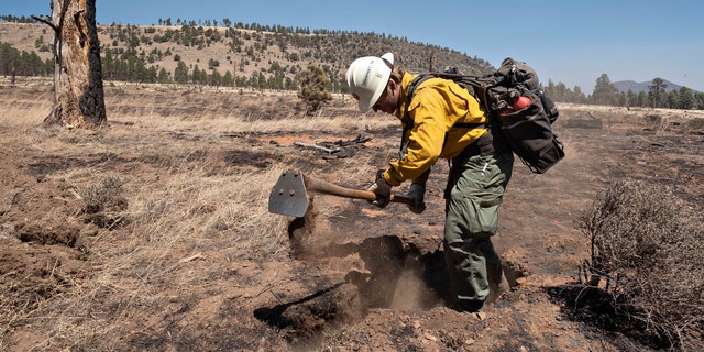 An Arizona Department of Forestry and Fire Management Phoenix crew member digs for burning roots as another crew member searches for smoke in the Alpha Division of the Tunnel Fire while searching hot spots Thursday, April 21, 2022 near Flagstaff, Arizona. 