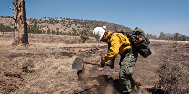 A member of the Arizona Department of Forestry and Fire Management Phoenix Crew dig at burning roots as another crew member searches for smoke in Division Alpha of the Tunnel Fire while looking for hot spots, Thursday, April 21, 2022 near Flagstaff, Ariz. 