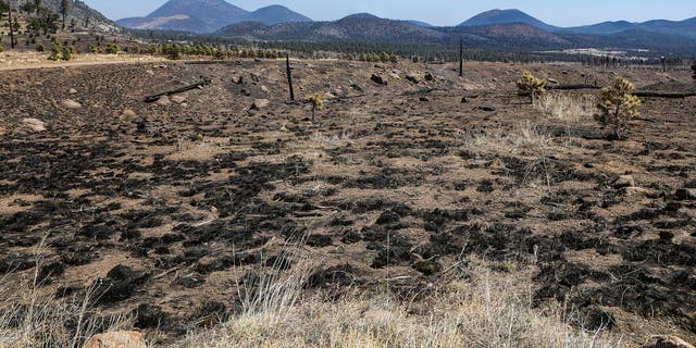 Grass and burnt trees dot the landscape on Thursday, April 21, 2022, after a wildfire swept through the outskirts of Flagstaff, Ariz. (Rachel Gibbons/Arizona Daily Sun via AP)