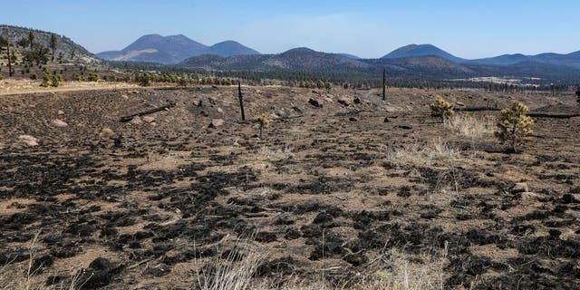 Scorched grass and trees dot the landscape Thursday, April 21, 2022, after a wildfire swept through the outskirts of Flagstaff, Ariz. (Rachel Gibbons/Arizona Daily Sun via Online News 72h)