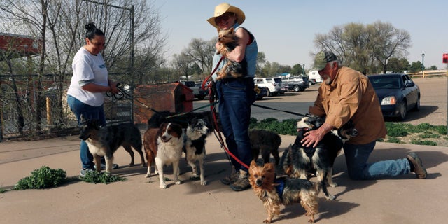 Maria Elena Valdez, left, a volunteer at a fire evacuation shelter in northeast New Mexico, helps Maggie Mulligan, center, and Brad Gombas walk and water nine of their dogs outside the shelter Friday, April 22, 2022, in Las Vegas, N.M. Mulligan and Gombas, of rural Ledoux fled their ranch but had to leave their horses behind and they're not sure when the can back. Mulligan, a dog breeder, had 5 puppies in the back of her SUV.