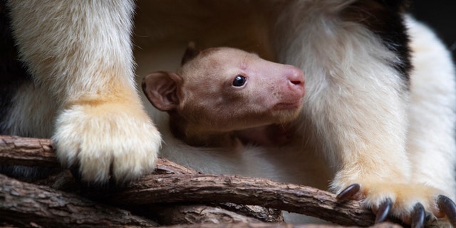 A Matschie's tree kangaroo emerges from its mother's pouch, on Monday, April 18, 2022, at the Bronx Zoo in New York. The joey is the first of its species born at the zoo since 2008. 
