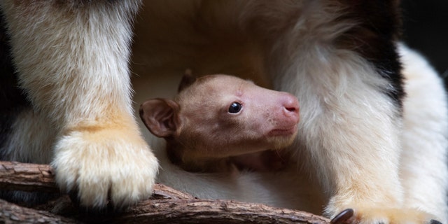 A Matschie's tree kangaroo emerges from its mother's pouch, on Monday, April 18, 2022, at the Bronx Zoo in New York. The joey is the first of its species born at the zoo since 2008.