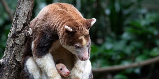 A brand new baby Matschie's tree kangaroo can be seen here within its mother's pouch, on Monday, April 18, 2022, at New York City's Bronx Zoo. 