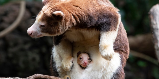 A Matschie's tree kangaroo is seen peering out from its mother's pouch on Monday, April 18, 2022, at the Bronx Zoo in New York City. The joey is the first of its species born at the zoo since 2008.