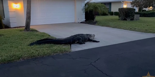 The 10-foot alligator took a rest on a driveway in Sarasota County on Sunday.