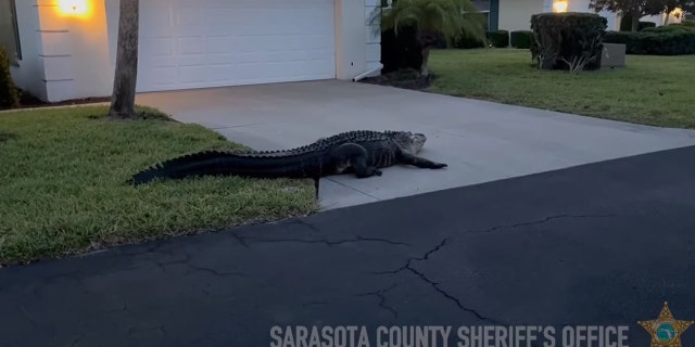 The 10-foot alligator took a rest on a driveway in Sarasota County on Sunday.