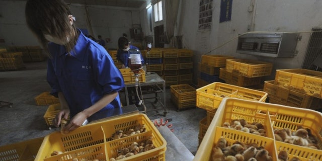 FILE PHOTO: Workers vaccinate chicks with the H9 bird flu vaccine at a farm in Changfeng county, Anhui province, China, April 14, 2013. 