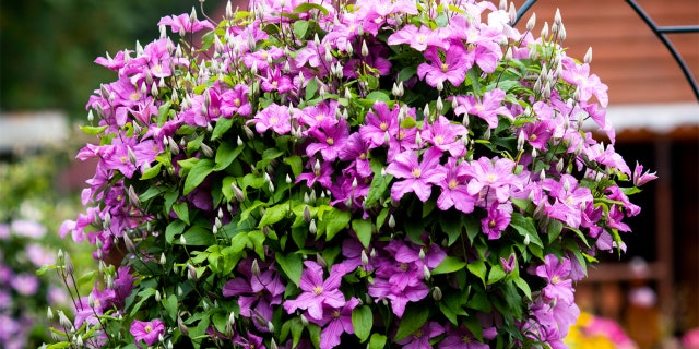 Gardening 101: 7 straightforward bouquets to plant this spring, furthermore the tools you are going to require 6 Clematis