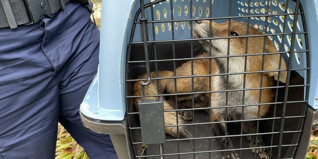 DC Animal Control "captured" a rogue fox hounding lawmakers and other visitors to Capitol Hill this week.