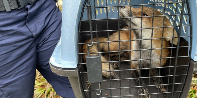 D.C. Animal Control "captured" a rogue fox hounding lawmakers and other visitors to Capitol Hill this week.