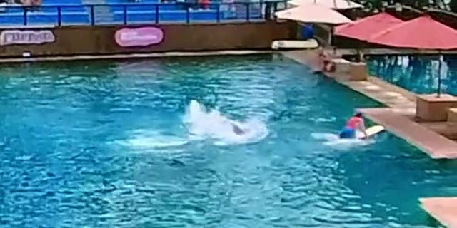 A dolphin attacks a trainer during the Flipper Dolphin Show at the Miami Seaquarium.
