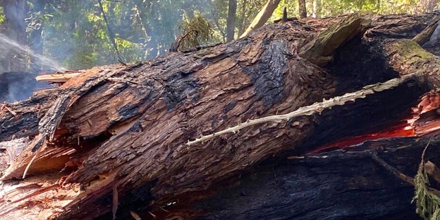 En esta foto proporcionada por California State Parks, Pioneer Tree, una de las pocas secuoyas costeras antiguas que quedan en el Parque Estatal Samuel P. Taylor, California, el jueves 24 de marzo de 2022, después de colapsar por un incendio. 
