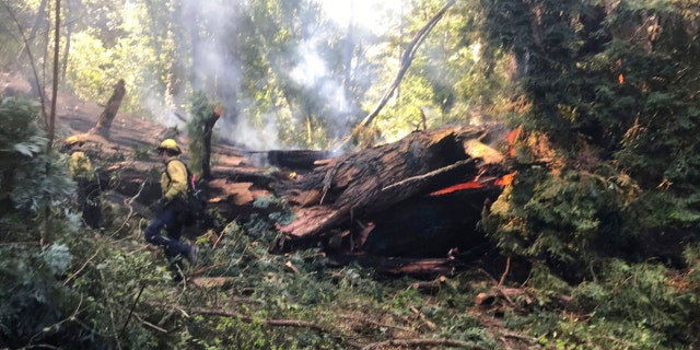 This photo provided by California State Parks shows the Pioneer Tree one of the few remaining old-growth coastal redwoods at Samuel P. Taylor State Park, California, on Thursday, March 24, 2022, after it collapsed from a fire.