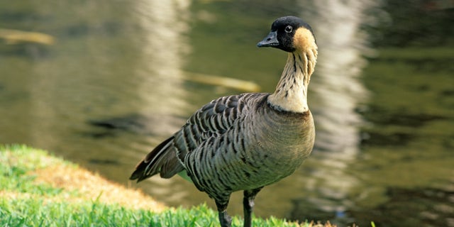 Hawaii's State Bird, the Hawaiian goose, also known as the nene, is a threatened species; it's endemic to the Hawaiian islands. Photographed under controlled conditions in Lihue, Kauai, Hawaii. (Wild Horizons/Universal Images Group via Getty Images)