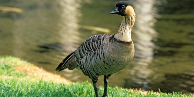 Hawaii's State Bird, the Hawaiian goose, also known as the nene, is a threatened species; it's endemic to the Hawaiian islands. Photographed under controlled conditions in Lihue, Kauai, Hawaii. (Wild Horizons/Universal Images Group via Getty Images)