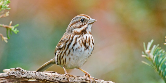 A sparrow in McLeansville, North Carolina.