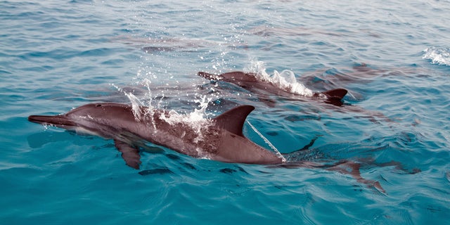 Kai kurie besisukantys delfinai matomi Havajuose, Midvėjuje, Rytų saloje.  (Nuotrauka Sylvain CORDIER / Gamma-Rapho per Getty Images)