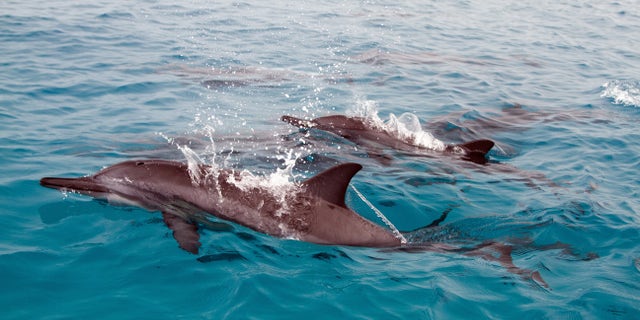 Spinner dolphins swim in a pod.