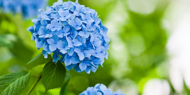 Close-up of a blue hydrangea flower. When you cut flowers, 