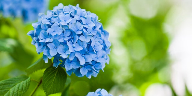 Close-up of a blue hydrangea flower. When you cut flowers,