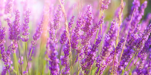 Gardening 101: 7 straightforward bouquets to plant this spring, furthermore the tools you are going to require 2 Lavendar