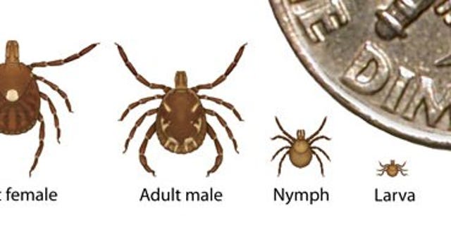 Τα μοναχικά τσιμπούρια δεν έχουν αποδειχθεί ότι μεταδίδουν το Borrelia burgdorferi, την αιτία της νόσου του Lyme.  Μάλιστα, το σάλιο τους έχει αποδειχθεί ότι σκοτώνει τη Μπορέλια.