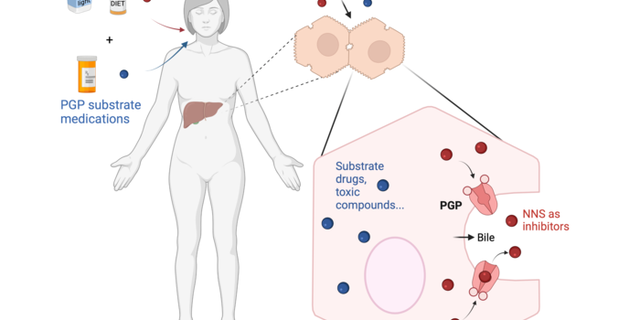 Non-nutritive sweeteners (NNS) consumed in the diet enter the liver from the blood circulation. Researchers found that in liver cells, the detoxifying transporter p-glycoprotein (PGP) exports NNS preferentially to several known substrate compounds. In a physiological context, this could leave other PGP substrates such as certain medications trapped in cells, potentially leading to liver toxicity.