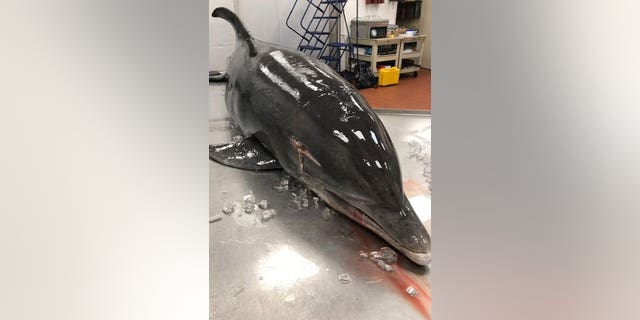 An adult female bottlenose dolphin was found dead due to an impalement to the head on Fort Myers Beach on March 24, 2022.