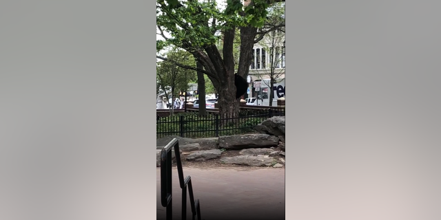 The black bear that wandered through Downtown Asheville on, Thursday, April 21, 2022, climbed a tree in North Carolina's Pritchard Park.