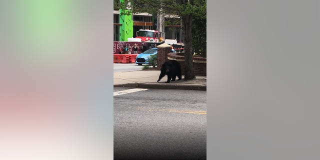 The Asheville Police Department responded to a call on Thursday, April 21, 2022, about a black bear walking through Downtown Asheville. A video clip captured by an onlooker shows the bear looked both ways before crossing a street.