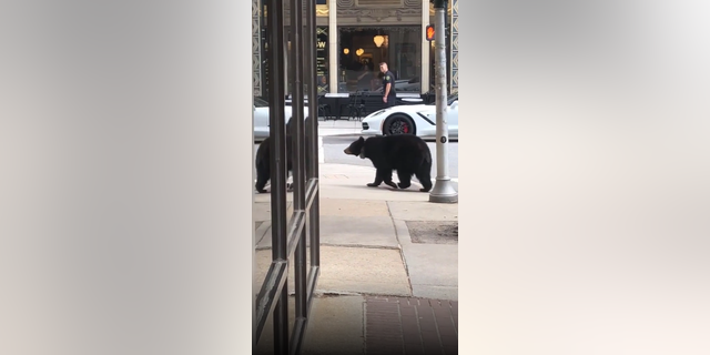 The black bear that wandered through Downtown Asheville on, Thursday, April 21, 2022,  passed by retail spaces in the busy North Carolina city.