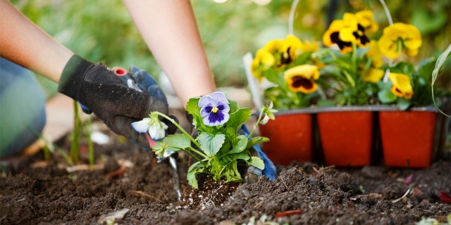 Pansies being planted