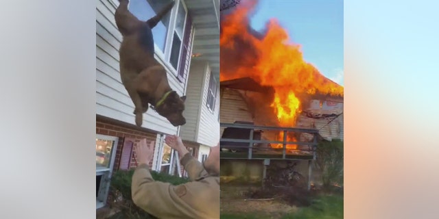 هرب كلب في مقاطعة بيركس بولاية بنسلفانيا من منزل محترق بالقفز من النافذة.