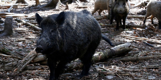 A Russian wild boar formerly called Putin has been renamed Eberhofer in the wake of the Russia-Ukraine war. 